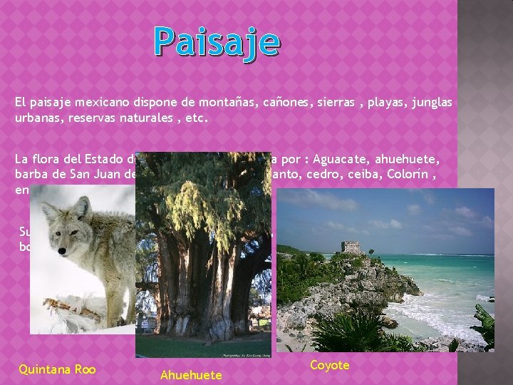 Paisaje El paisaje mexicano dispone de montañas, cañones, sierras , playas, junglas urbanas, reservas