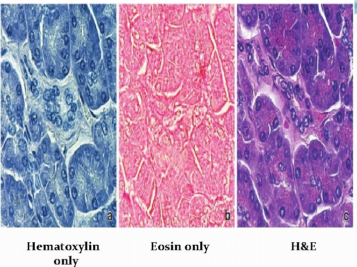 Hematoxylin only Eosin only H&E 