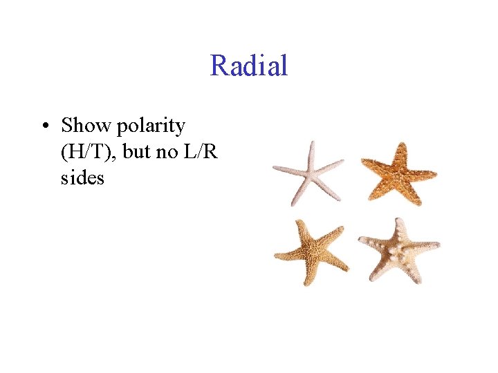 Radial • Show polarity (H/T), but no L/R sides 