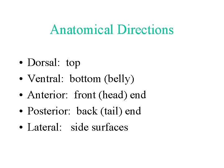 Anatomical Directions • • • Dorsal: top Ventral: bottom (belly) Anterior: front (head) end
