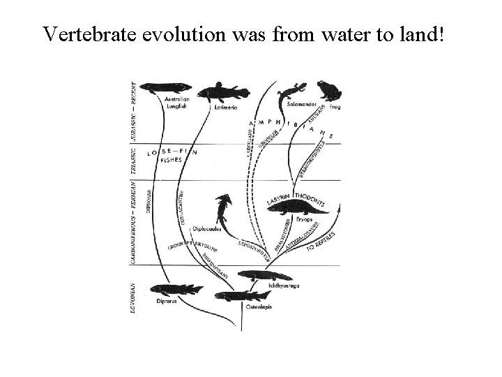 Vertebrate evolution was from water to land! 