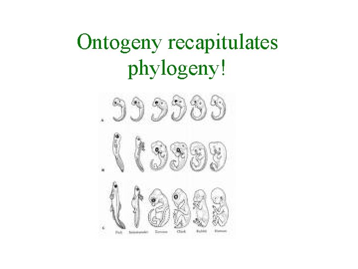 Ontogeny recapitulates phylogeny! 