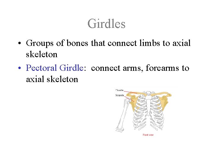 Girdles • Groups of bones that connect limbs to axial skeleton • Pectoral Girdle: