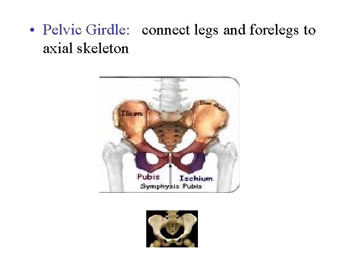  • Pelvic Girdle: connect legs and forelegs to axial skeleton 