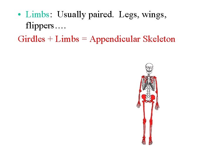  • Limbs: Usually paired. Legs, wings, flippers…. Girdles + Limbs = Appendicular Skeleton
