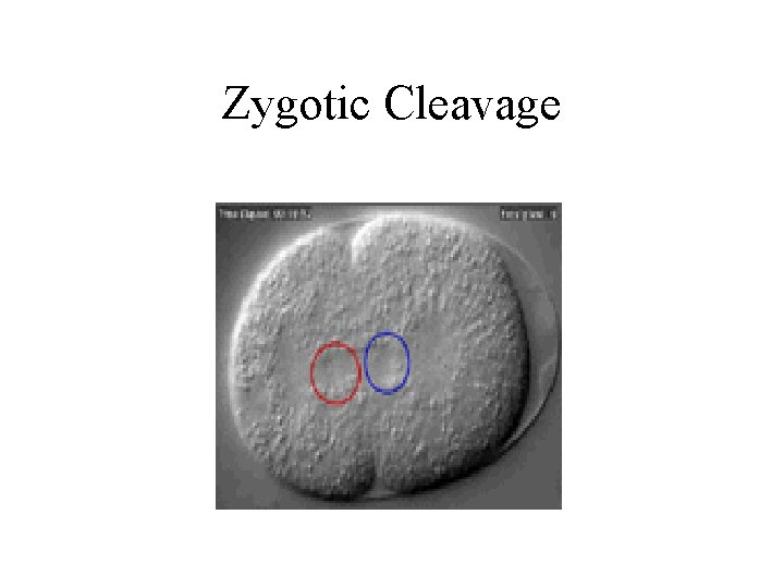Zygotic Cleavage 