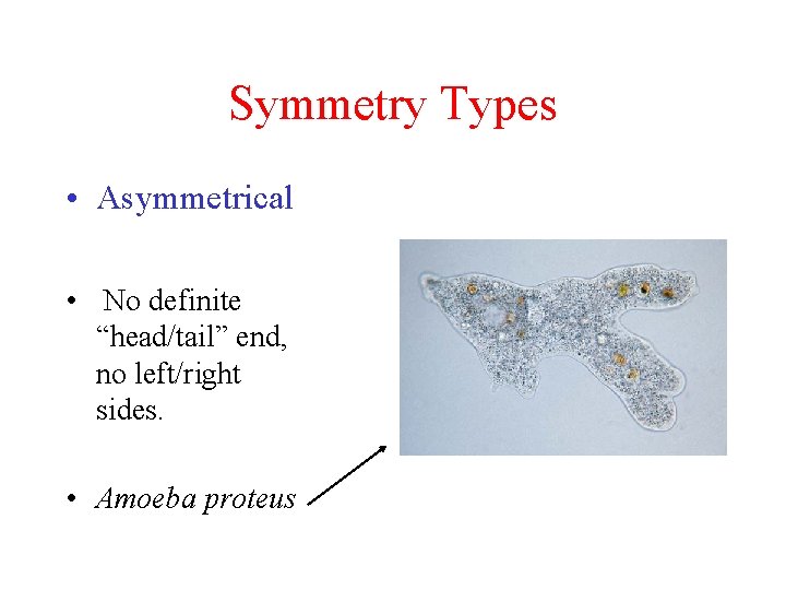 Symmetry Types • Asymmetrical • No definite “head/tail” end, no left/right sides. • Amoeba