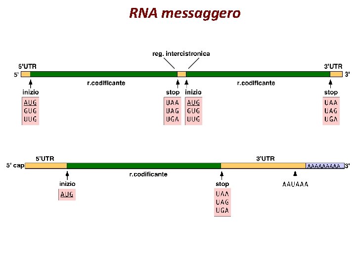 RNA messaggero 
