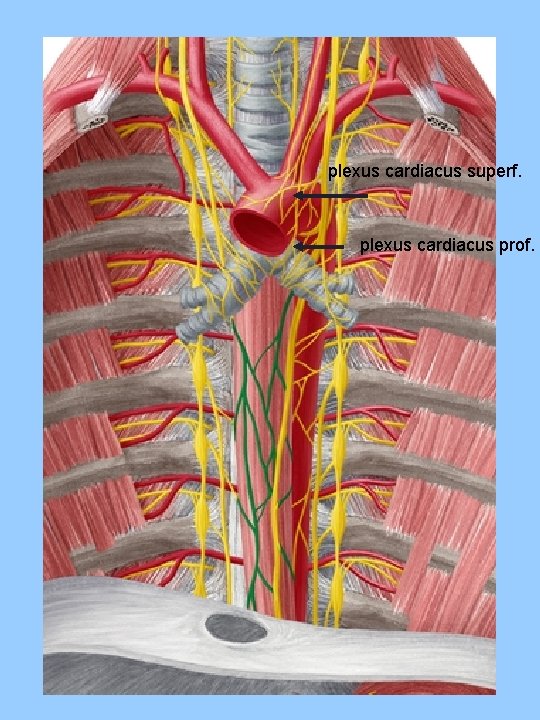 plexus cardiacus superf. plexus cardiacus prof. plexus cardiacus superf. plexus cardiacus prof.