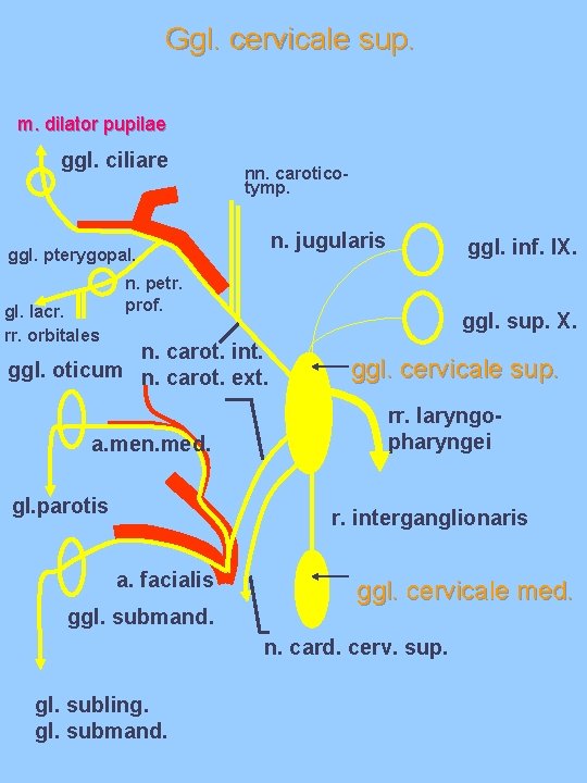Ggl. cervicale sup. m. dilator pupilae ggl. ciliare nn. caroticotymp. n. jugularis ggl. pterygopal. Ggl. cervicale sup. m. dilator pupilae ggl. ciliare nn. caroticotymp. n. jugularis ggl. pterygopal.