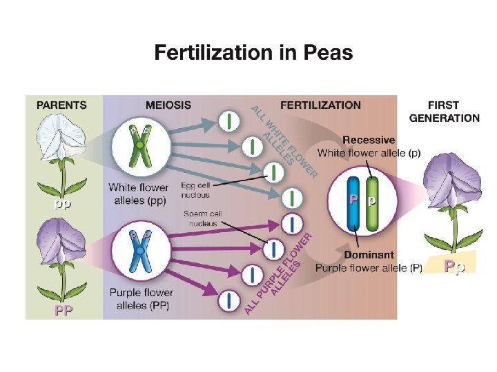 Genetics Chapter Eight Reproduction Chapter Nine Heredity Chapter