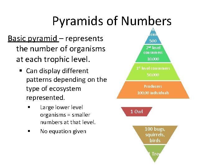 Pyramids of Numbers 3 rd level consumer Basic pyramid – represents the number of