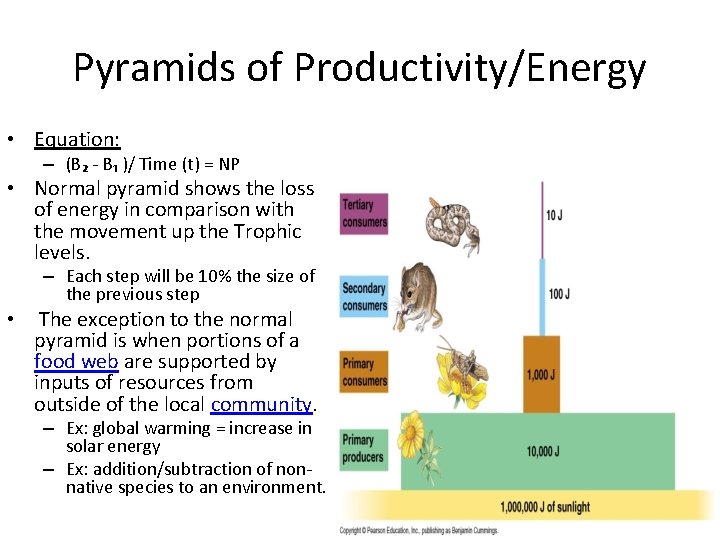 Pyramids of Productivity/Energy • Equation: – (B₂ - B₁ )/ Time (t) = NP