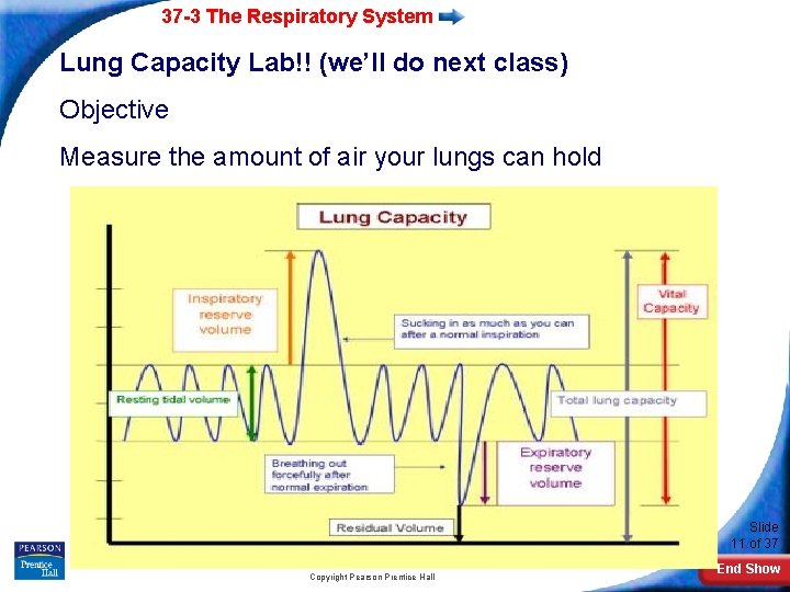 37 -3 The Respiratory System Lung Capacity Lab!! (we’ll do next class) Objective Measure