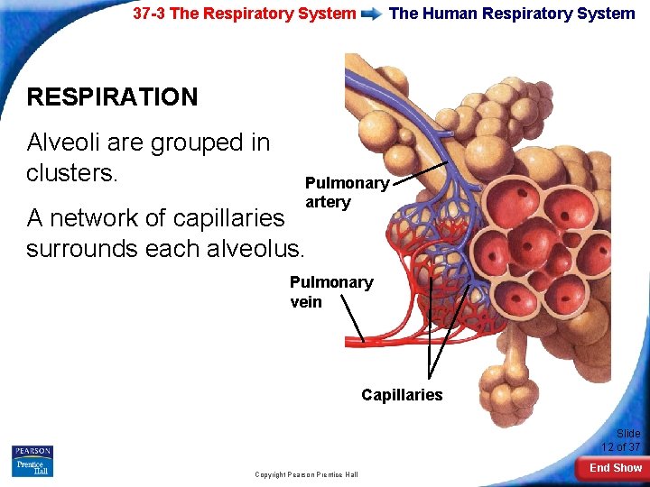 37 -3 The Respiratory System The Human Respiratory System RESPIRATION Alveoli are grouped in