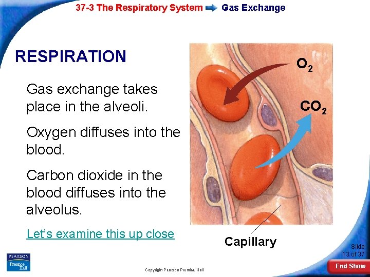 37 -3 The Respiratory System Gas Exchange RESPIRATION O 2 Gas exchange takes place