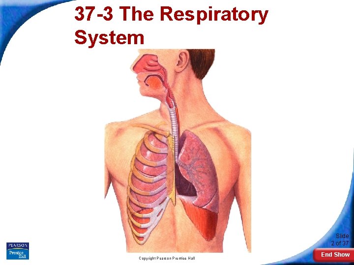 37 -3 The Respiratory System Slide 2 of 37 Copyright Pearson Prentice Hall End