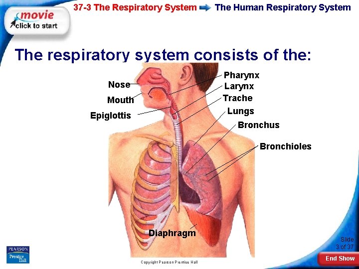 37 -3 The Respiratory System The Human Respiratory System The respiratory system consists of