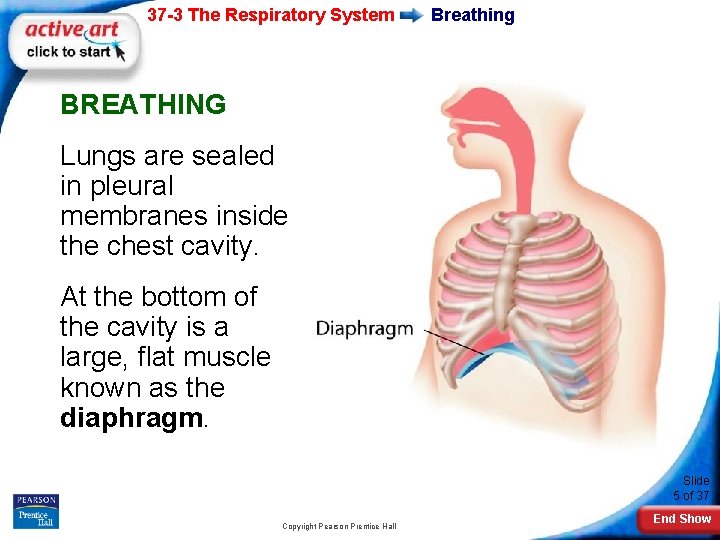 37 -3 The Respiratory System Breathing BREATHING Lungs are sealed in pleural membranes inside