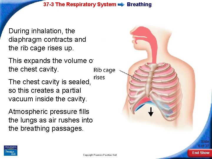 37 -3 The Respiratory System Breathing During inhalation, the diaphragm contracts and the rib