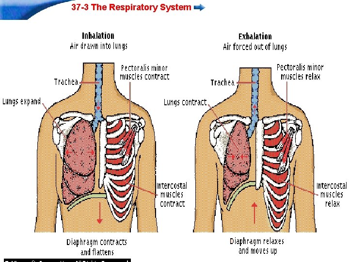 37 -3 The Respiratory System Slide 8 of 37 Copyright Pearson Prentice Hall End