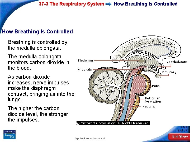 37 -3 The Respiratory System How Breathing Is Controlled Breathing is controlled by the