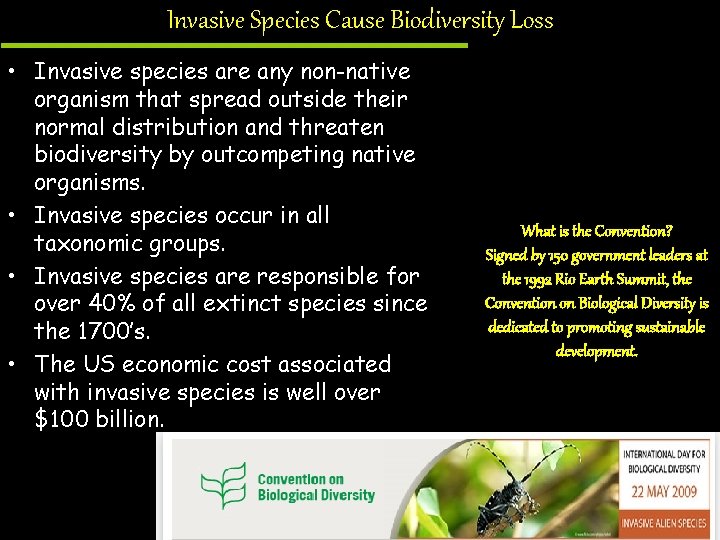 Invasive Species Cause Biodiversity Loss • Invasive species are any non-native organism that spread