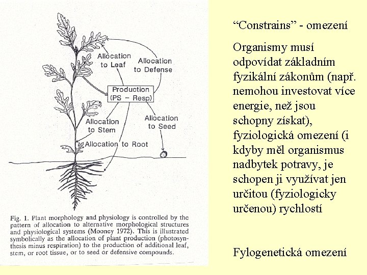 “Constrains” - omezení Organismy musí odpovídat základním fyzikální zákonům (např. nemohou investovat více energie,