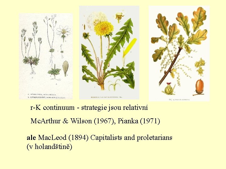 r-K continuum - strategie jsou relativní Mc. Arthur & Wilson (1967), Pianka (1971) ale