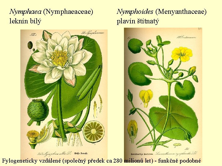 Nymphaea (Nymphaeaceae) leknín bílý Nymphoides (Menyanthaceae) plavín štítnatý Fylogeneticky vzdálené (společný předek ca 280