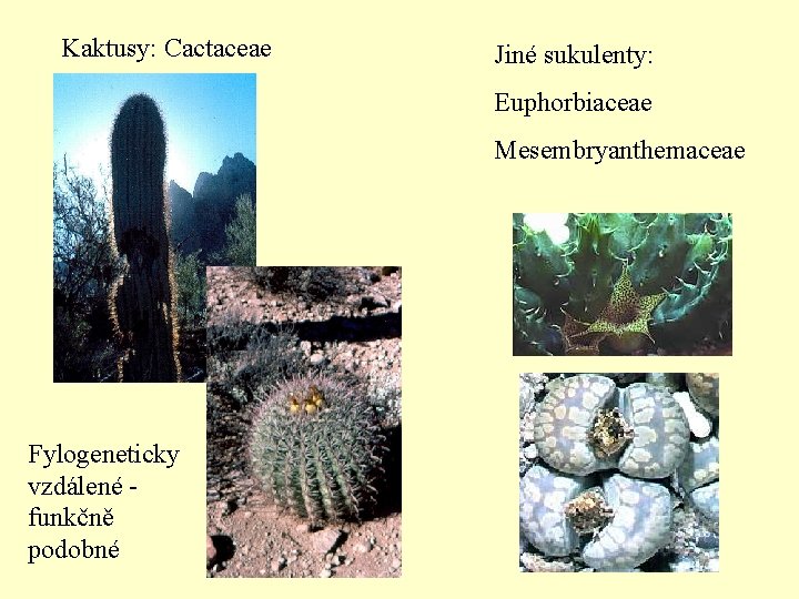 Kaktusy: Cactaceae Jiné sukulenty: Euphorbiaceae Mesembryanthemaceae Fylogeneticky vzdálené funkčně podobné 