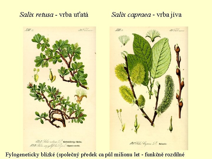 Salix retusa - vrba uťatá Salix capraea - vrba jíva Fylogeneticky blízké (společný předek