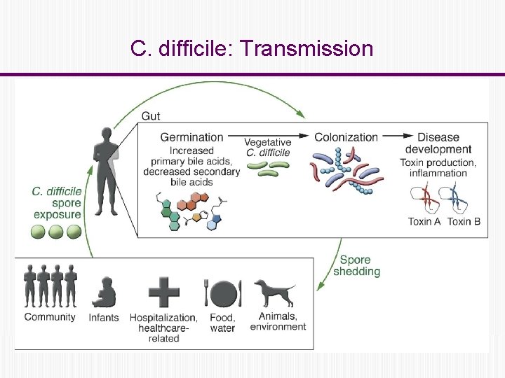 C. difficile: Transmission 