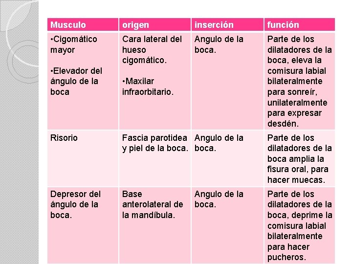 Musculo origen inserción función • Cigomático mayor Cara lateral del hueso cigomático. Angulo de