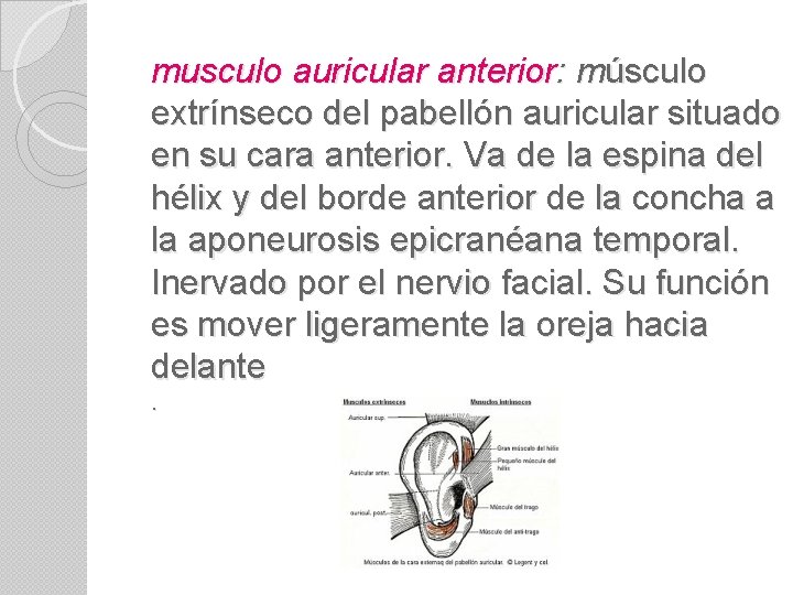 musculo auricular anterior: músculo extrínseco del pabellón auricular situado en su cara anterior. Va