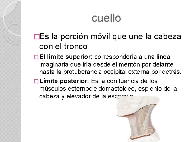 cuello �Es la porción móvil que une la cabeza con el tronco � El