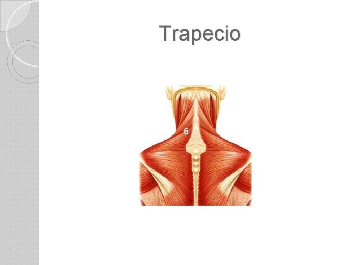 Trapecio 