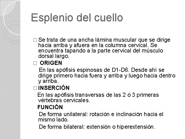 Esplenio del cuello � Se trata de una ancha lámina muscular que se dirige