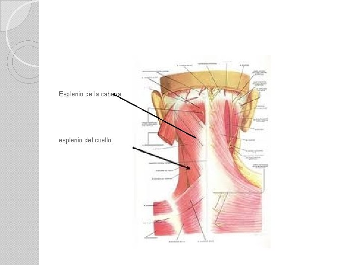 Esplenio de la cabeza esplenio del cuello 