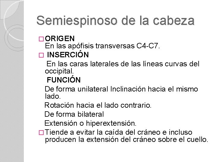 Semiespinoso de la cabeza � ORIGEN En las apófisis transversas C 4 -C 7.