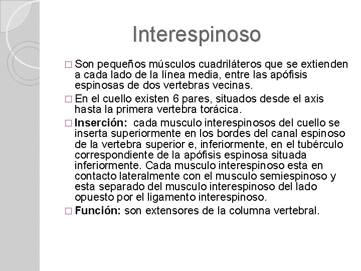 Interespinoso � Son pequeños músculos cuadriláteros que se extienden a cada lado de la