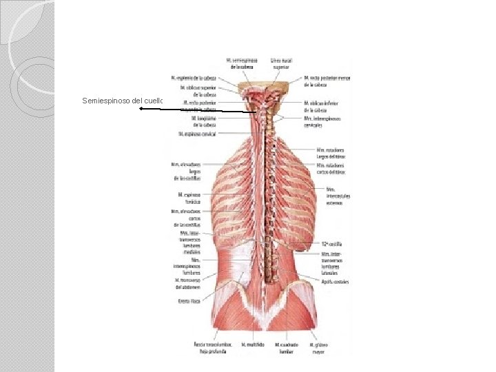 Semiespinoso del cuello 
