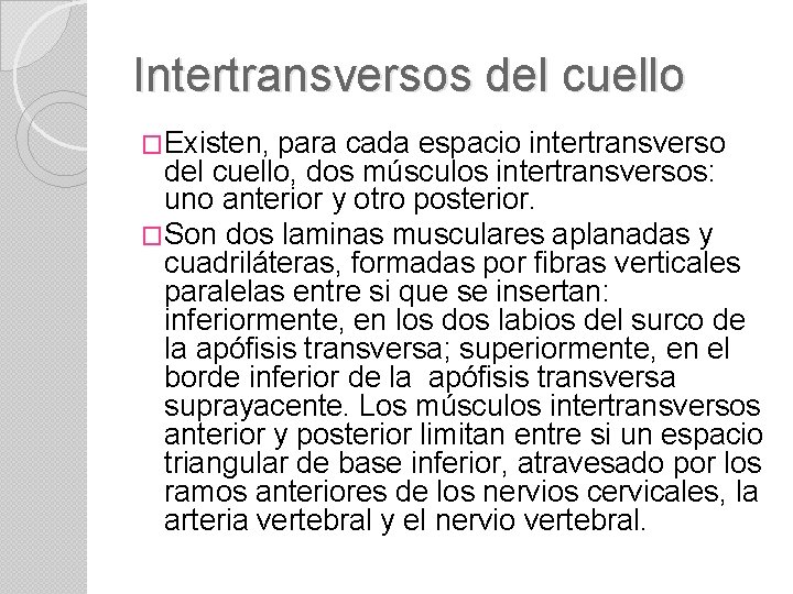 Intertransversos del cuello �Existen, para cada espacio intertransverso del cuello, dos músculos intertransversos: uno