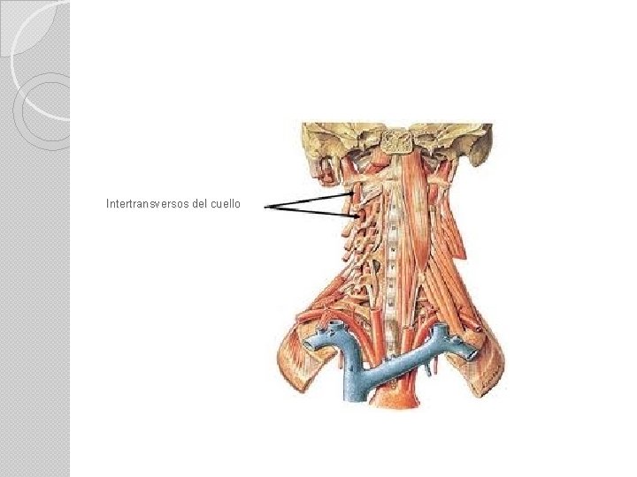 Intertransversos del cuello 