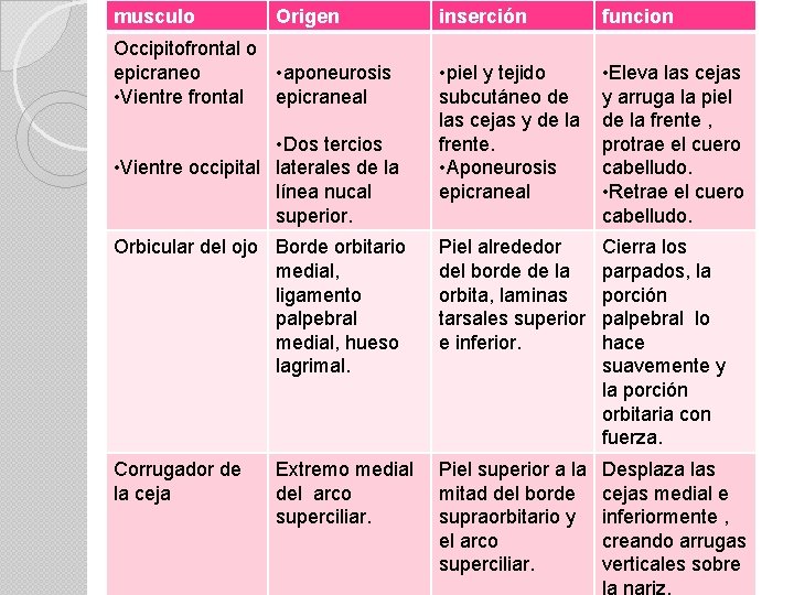 musculo Origen inserción funcion • piel y tejido subcutáneo de las cejas y de