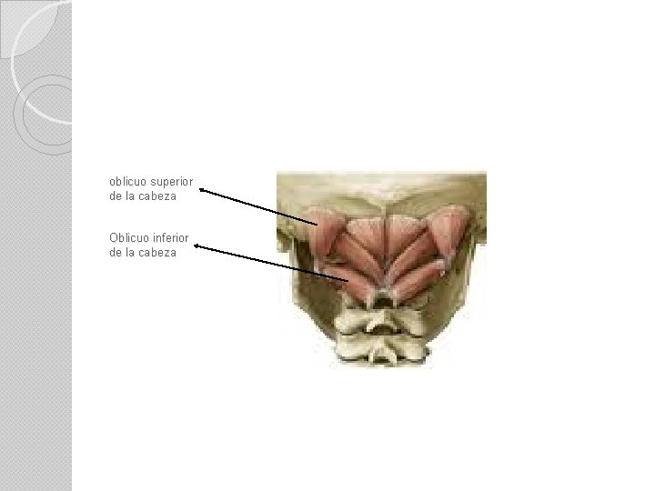 oblicuo superior de la cabeza Oblicuo inferior de la cabeza 