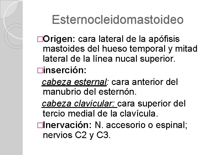 Esternocleidomastoideo �Origen: cara lateral de la apófisis mastoides del hueso temporal y mitad lateral