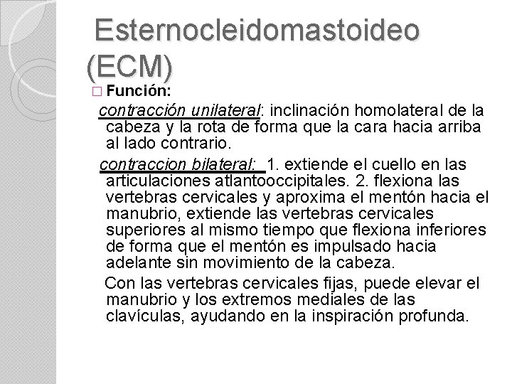 Esternocleidomastoideo (ECM) � Función: contracción unilateral: inclinación homolateral de la cabeza y la rota