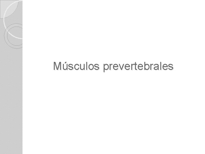 Músculos prevertebrales 
