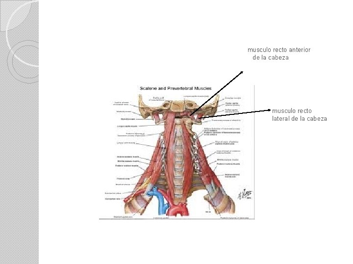 musculo recto anterior de la cabeza musculo recto lateral de la cabeza 